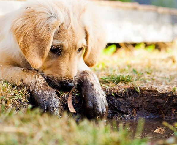 개고기 꿈의 의미