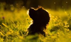 보신탕 먹는 꿈의 의미