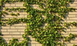 담장 꿈의 의미