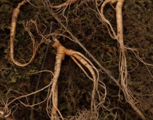 산삼 받는 꿈의 의미