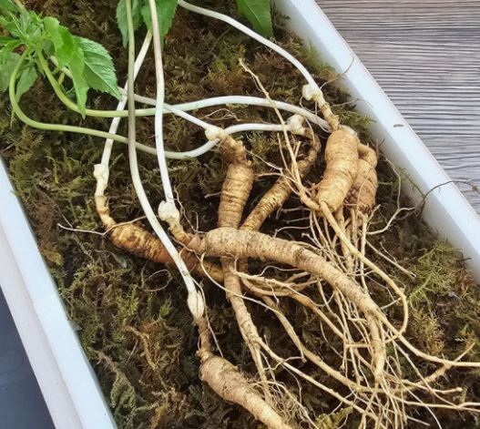 산삼 태몽 꿈의 의미