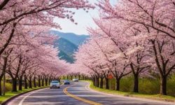 벚꽃 피는 꿈의 의미