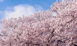 벚꽃 태몽 꿈의 의미