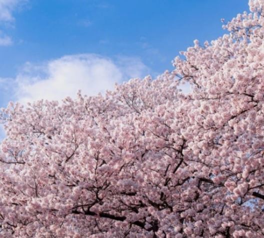 벚꽃 태몽 꿈의 의미