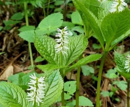 약초 꿈의 의미