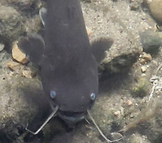 메기 잡는 꿈의 의미