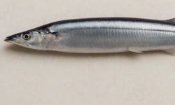 꽁치 꿈의 의미