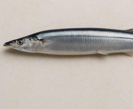 꽁치 꿈의 의미