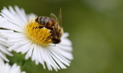 왕벌에 쏘이는 꿈의 의미