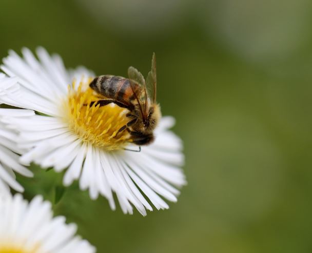 왕벌에 쏘이는 꿈의 의미