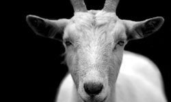 하얀 염소 꿈의 의미