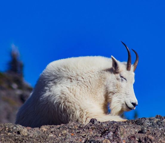 흰 염소 꿈의 의미