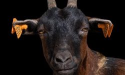 흑염소 태몽 꿈의 의미