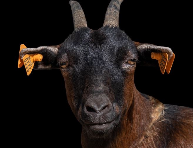 흑염소 태몽 꿈의 의미