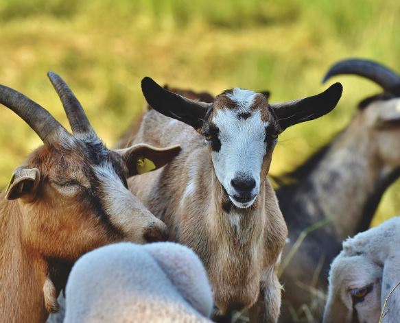염소 잡는 꿈의 의미