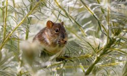 쥐새끼 잡는 꿈의 의미