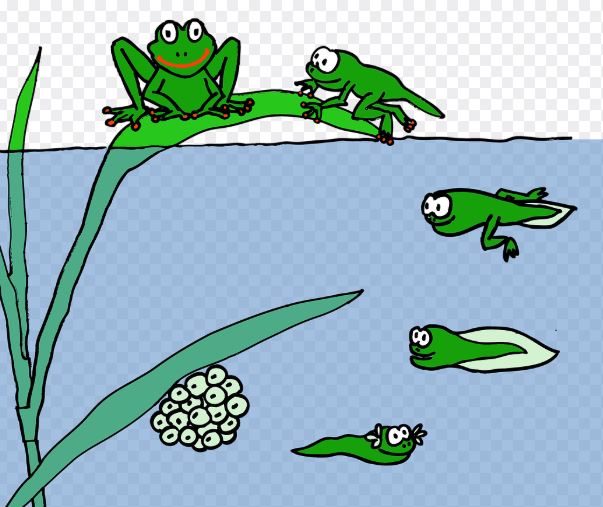 올챙이 태몽 꿈의 의미