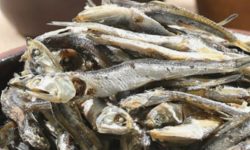 멸치 사는 꿈의 의미