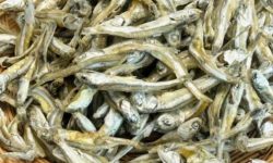 멸치 잡는 꿈의 의미