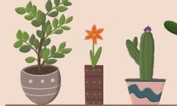 화분에 꽃이 활짝 핀 꿈의 의미