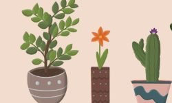 화분을 선물 받는 꿈의 의미