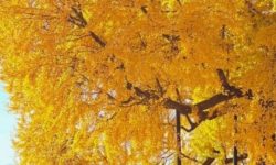 은행나무 꿈의 의미