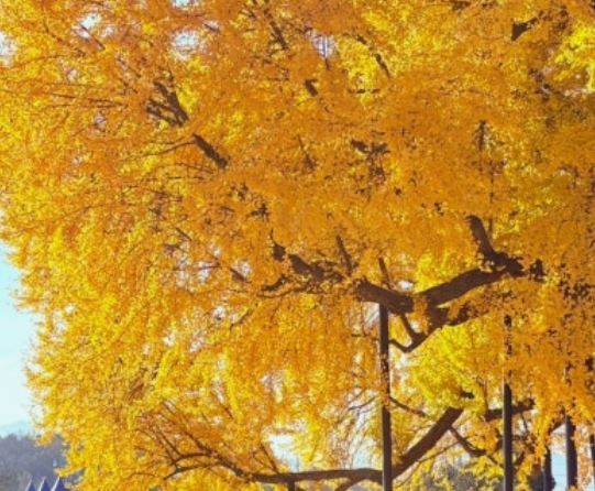 은행나무 꿈의 의미