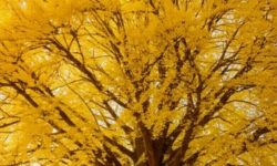 은행 먹는 꿈의 의미