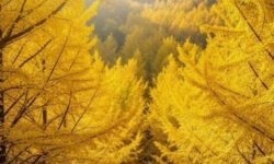 은행 줍는 꿈의 의미