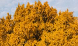 은행잎 꿈의 의미