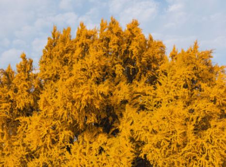 은행잎 꿈의 의미