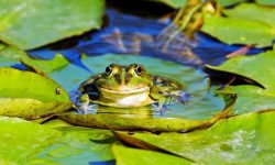 개구리 먹는 꿈의 의미