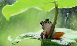 개구리 보는 꿈의 의미