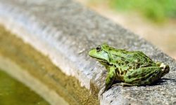 개구리 죽이는 꿈의 의미