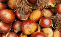 밤을 먹는 꿈의 의미