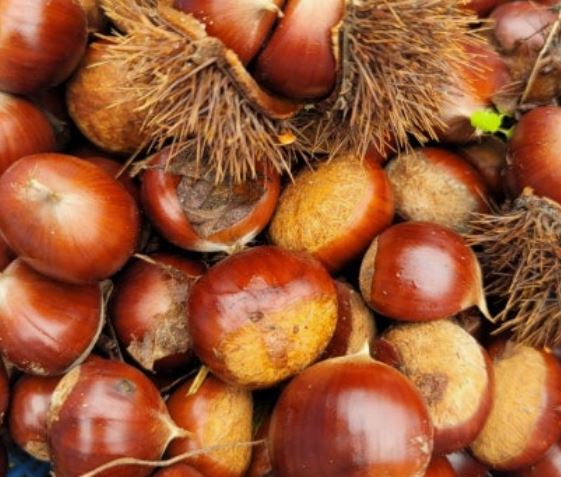 밤을 먹는 꿈의 의미