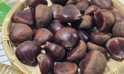 밤을 따는 꿈의 의미