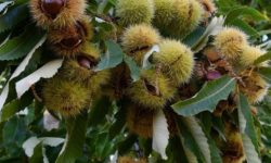 밤나무 꿈의 의미