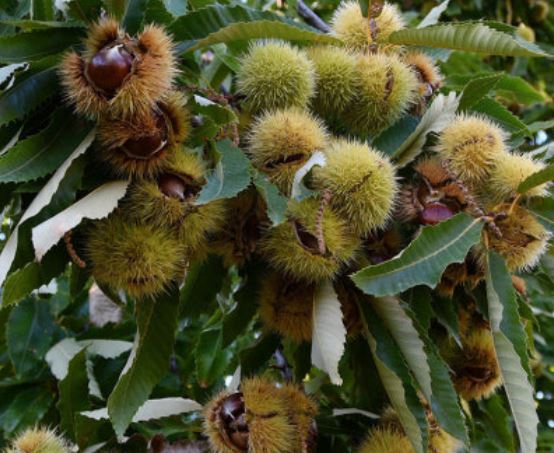 밤나무 꿈의 의미