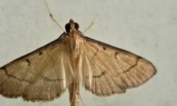 나방 꿈의 의미