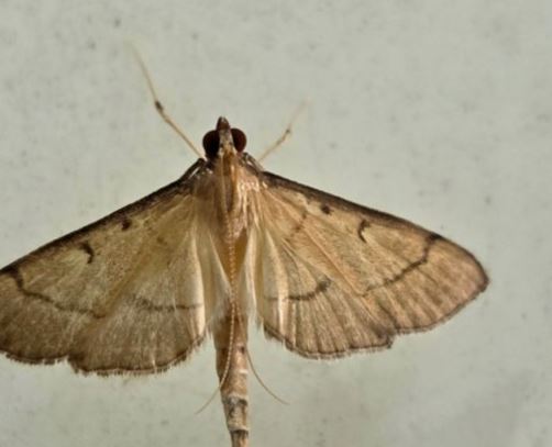 나방 꿈의 의미