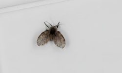 나방 잡는 꿈의 의미