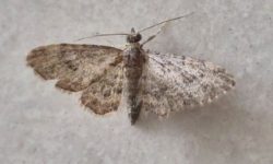 큰 나방 꿈의 의미