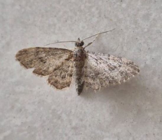 큰 나방 꿈의 의미