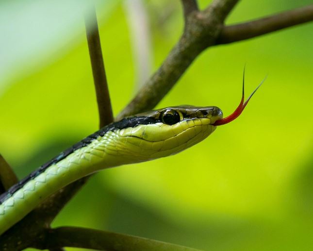 작은뱀 죽이는 꿈의 의미