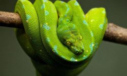 작은뱀 잡는 꿈의 의미