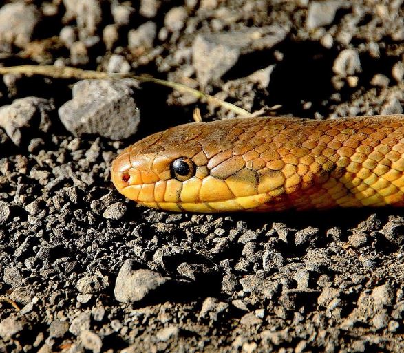 작은뱀에 물리는 꿈의 의미