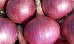 양파 까는 꿈의 의미