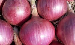 양파 받는 꿈의 의미