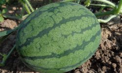 수박을 먹는 꿈 의 의미